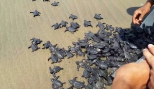 Des centaines de bébés tortues remis à la mer. Adorable