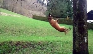 Ce chien se balance accroché par la gueule à une branche d'arbre !