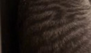 Douche Ce Chat Boit L Eau Directement Sous La Douche Sur Orange Videos