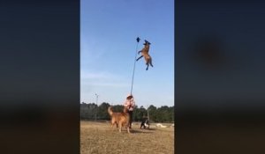 Saut impressionnant d'un malinois