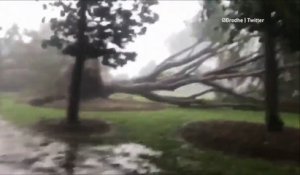 Ces arbres s'envolent arrachés par l'ouragan en Australie !