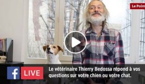 Facebook Live : le vétérinaire Thierry Bedossa répond à toutes vos questions concernant votre chien ou votre chat !