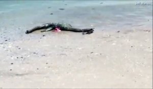 La carcasse d'un monstre marin inconnu retrouvé sur une plage de Géorgie