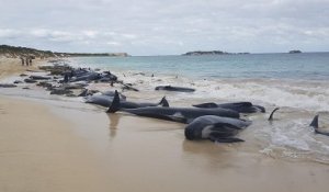 Le cimetière des baleines en Australie