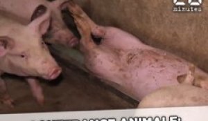 Des cochons maltraités dans la chaîne de fabrication du jambon de Parme