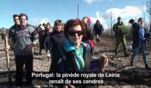Portugal: la pinède royale de Leiria renaît de ses cendres