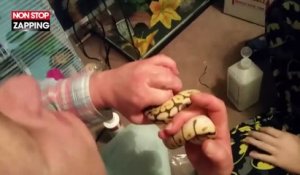 Un python mort le doigt d’une femme et ne veut plus lâcher (Vidéo)