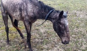 Soupçons de maltraitance animale après la mort d'un cheval à Lignières-Sonneville
