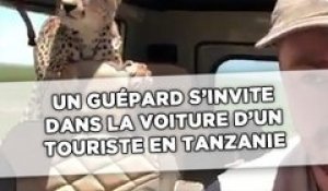 Un guépard s'invite dans la voiture d'un touriste en Tanzanie
