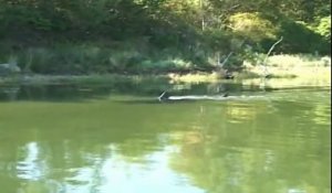 Un grand requin blanc aperçu dans une rivière du Massachusetts