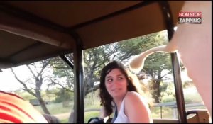 Afrique du Sud : un lion s'infiltre dans un véhicule de safari (vidéo)