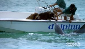 Un dauphin vient faire des bisous à un chien... Trop mignon