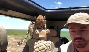 Un guépard se faufile derrière lui