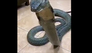 Quand ton animal de compagnie est un cobra royal géant impressionnant