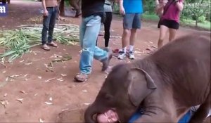 Ce bébé éléphant joue avec son soigneur et c'est juste adorable