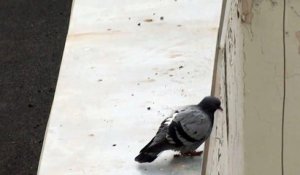 Un pigeon dépressif saute dans le vide