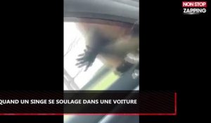 Un singe se soulage dans la voiture d'une touriste (vidéo)