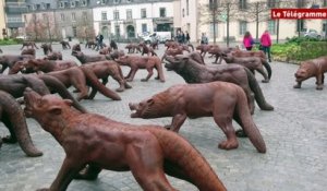 Quimper. L'exposition événement "Les loups arrivent au bout du monde"