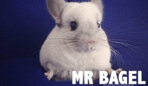 Mr Bagel, le chinchilla le plus populaire d’Instagram !