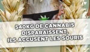 540kg de cannabis disparaissent, les policiers accusent les souris