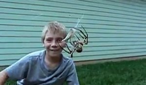 Une grosse araignée orbe est en train d'emballer son repas sous les yeux d'un enfant