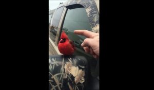 Il caresse un oiseau cardinal rouge adorable et pas farouche