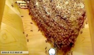 Un essaim d'abeille va se créer sous vos yeux : timelapse incroyable