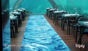 Dans ce restaurant vous manger sous l'eau dans un aquarium