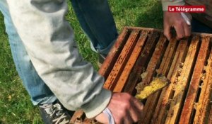 Mortalité des abeilles. Le cri d'alarme d'un Finistérien vu plus de 500.000  fois