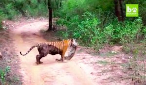 Ce tigre du Bengale ne fait qu'une bouchée de ce léopard