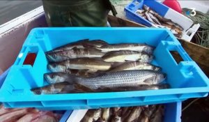 Alimentation : des poissons en circuits courts