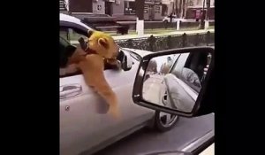 Un russe se promène en voiture avec un lion assis coté passager