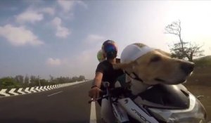 Chien à moto : il kiffe le vent à l'avant casque sur la tête !