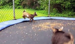 Des chèvres deviennent folles sur ce trampoline... Adorable