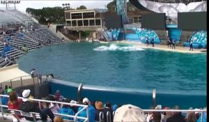 Une orque dévore un pélican en plein show dans un parc aquatique