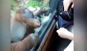 Un orang-outan curieux veut voir ce qu'il y a dans le sac à main de cette femme