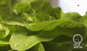 Santé - Les légumes à feuilles vertes pour booster mon cerveau