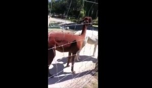 Apparement les Alpagas ça crache comme les lamas... pauvre gamin