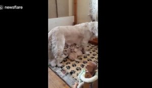 Affamés ces chiots boivent le lait de leur mère !