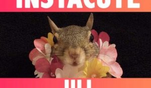 Alerte cute : Découvrez Jill, l’écureuil qui fait fondre Instagram !