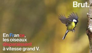 VIDEO - En France, les oiseaux ne cessent de disparaitre