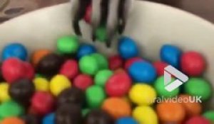 Gourmand ce raton laveur mange des M&M's comme au cinéma !