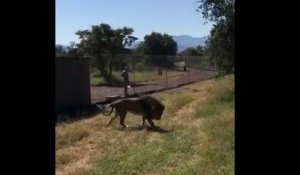 Un lion attaque son propriétaire dans une réserve africaine