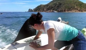 Ce gros lion de mer n'est pas timide et vient demander à manger à des touristes en bateau