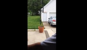Des millions de vues pour la vidéo de ce chien qui se cache derrière un pot de fleurs