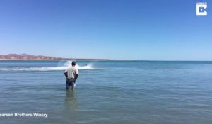 Cet homme inconscient s'approche d'un grand requin blanc échoué en bord de plage