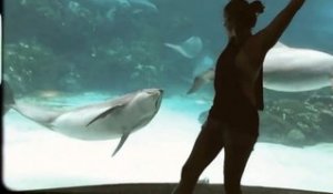 Ce dauphin est mort de rire devant une fille à l'aquarium zoo !