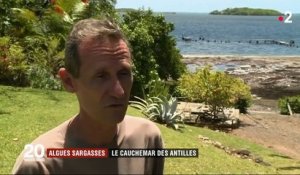 Les algues sargasses, le cauchemar des Antilles