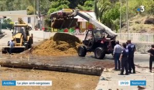 Antilles : les autorités lancent un plan pour se débarrasser des algues sargasses