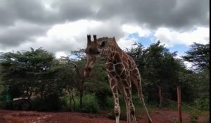 Cette girafe court parmi les touristes d'un Zoo !